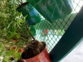 largest-wall-of-plants-in-handpainted-pots-6