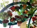 largest-wall-of-plants-in-handpainted-pots-8