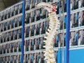 Largest Mass Posture Check In 3 Hours