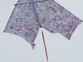 pledgekite2