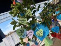 230618-wishesontree-13