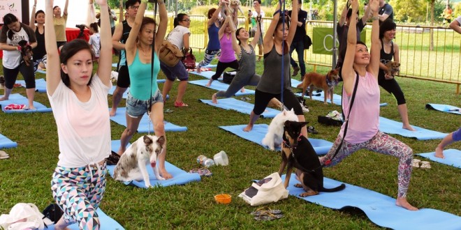 Largest Yoga Session With Dogs