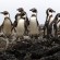World’s Largest Colony Of Humboldt Penguins