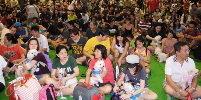 Largest Gathering Of Schnauzers