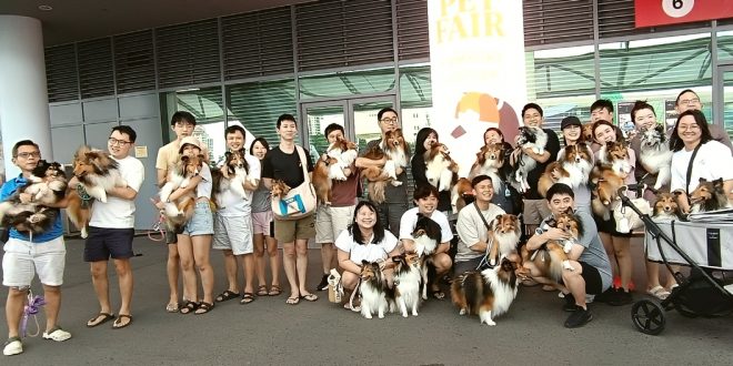 Largest Gathering Of Shetland Sheepdogs